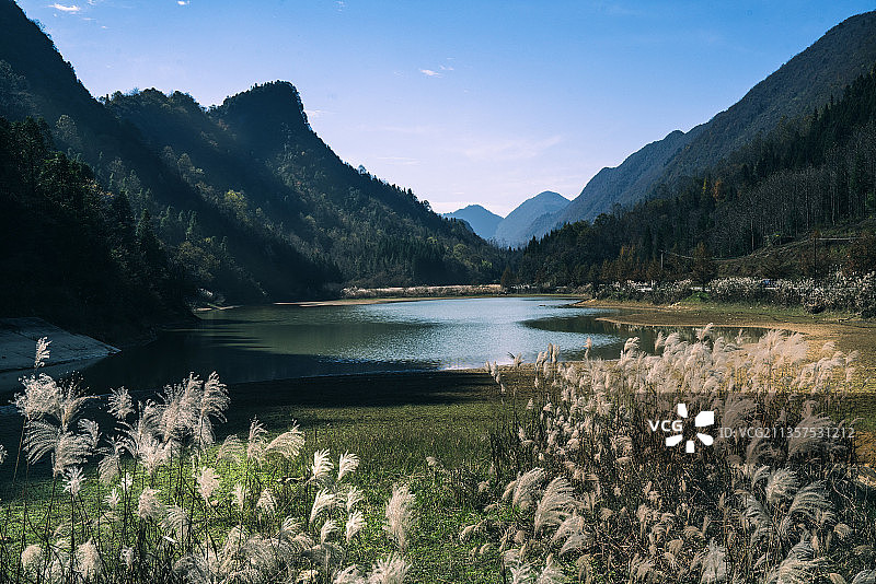 湖北深山湿地初冬芦苇花儿美图片素材