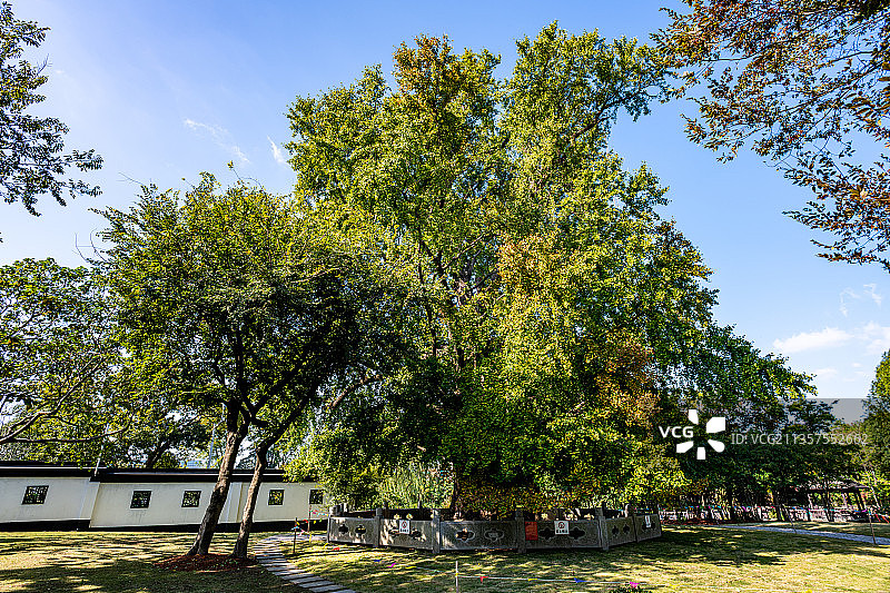 上海嘉定安亭古树公园千年银杏树.嘉定千年古银杏公园图片素材