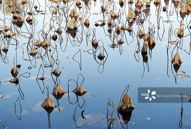 山东滕州龙泉广场荷塘内的残荷疏影美景图片素材