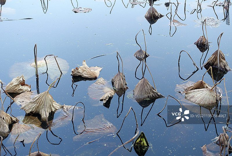 山东滕州龙泉广场荷塘内的残荷疏影美景图片素材