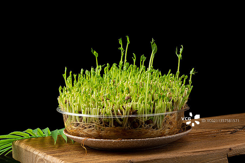 食材：种植的豆苗图片素材