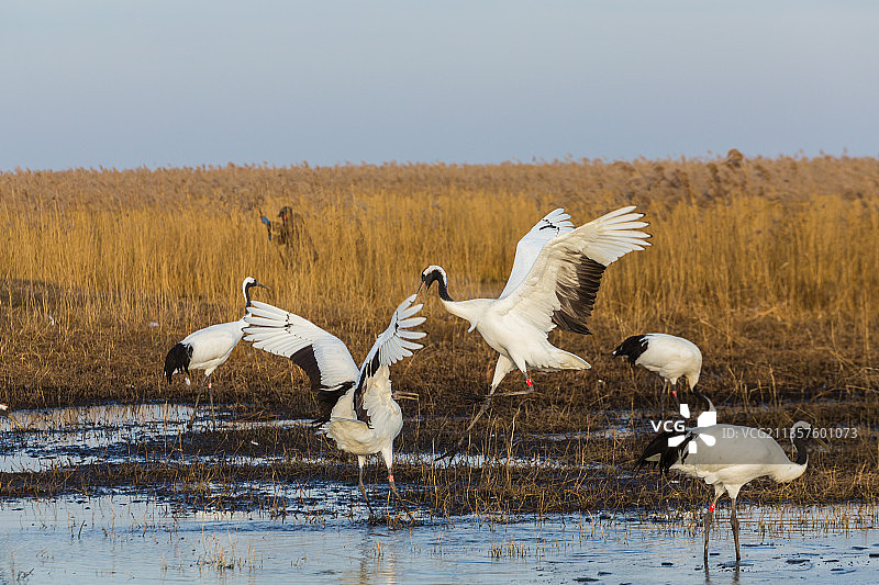 黑龙江扎龙国家级自然保护区芦苇旁的丹顶鹤图片素材
