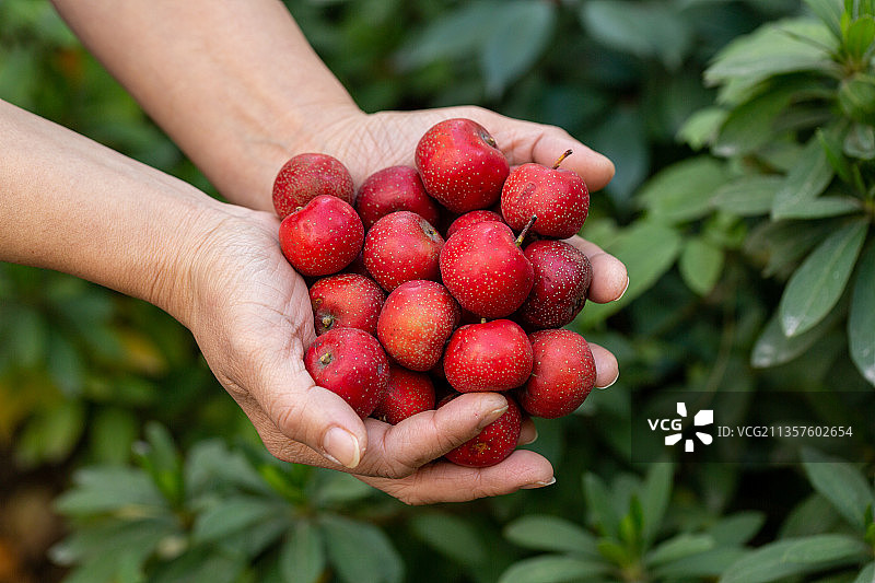 手捧山楂果图片素材