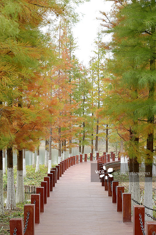 泸西县黄草洲湿地公园的落羽杉图片素材