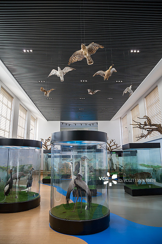 黑龙江扎龙国家级自然保护区鸟类标本馆图片素材