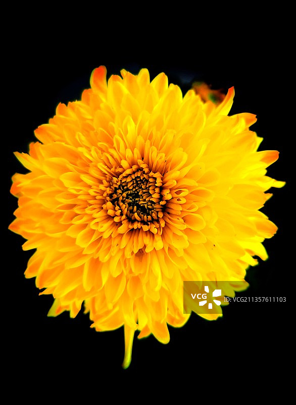 金花菊图片素材