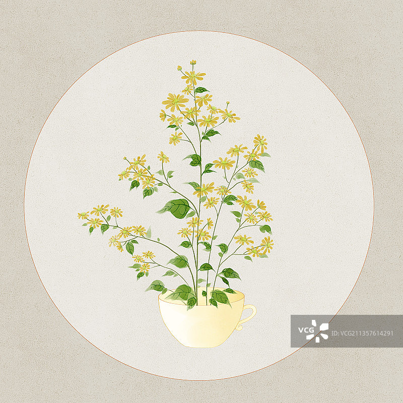杯子里的野菊花图片素材