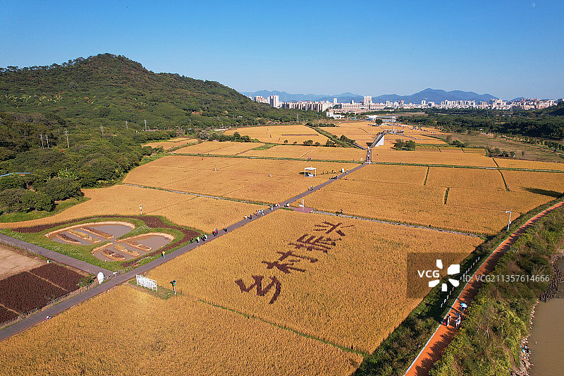 乡村振兴稻田图片素材