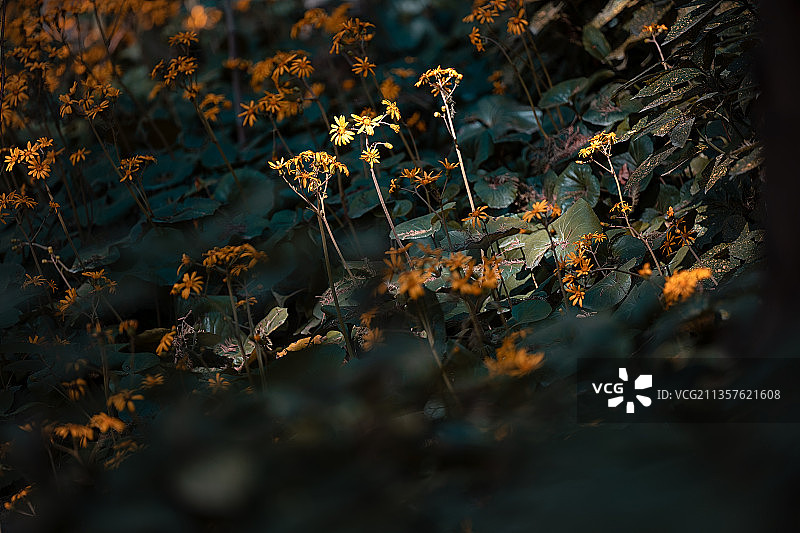 武汉园博园野菊花图片素材