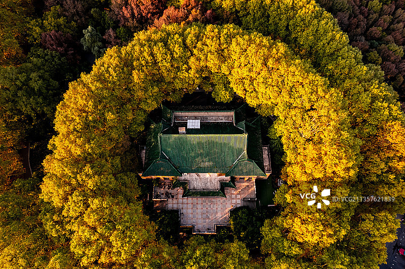 紫金山的秋天图片素材