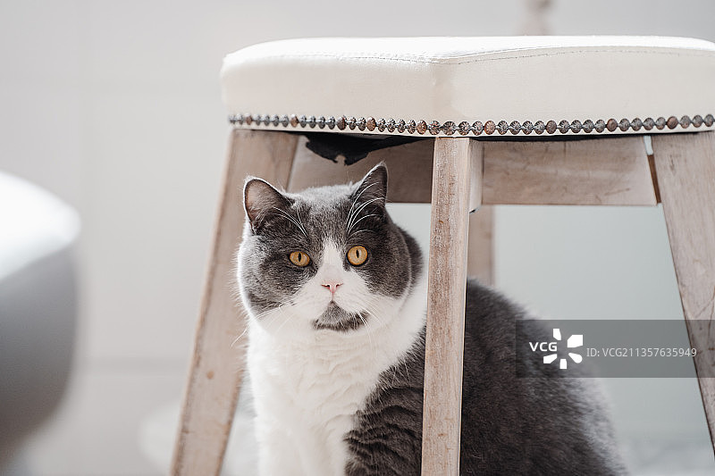 躲在凳子底下的英短猫图片素材