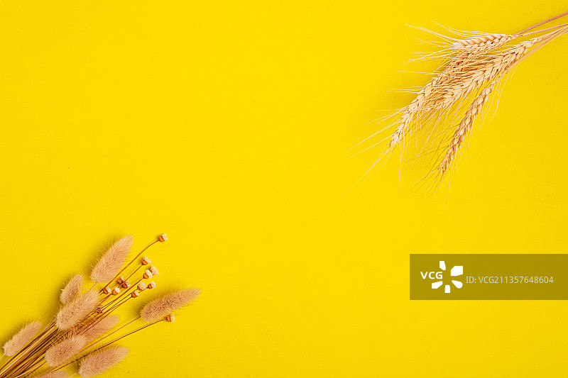 秋季唇色背景素材图片素材