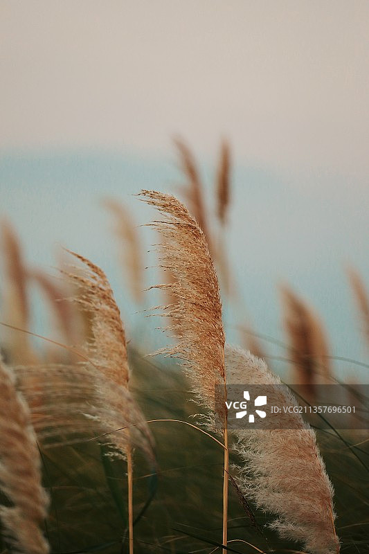 深秋芦苇图片素材