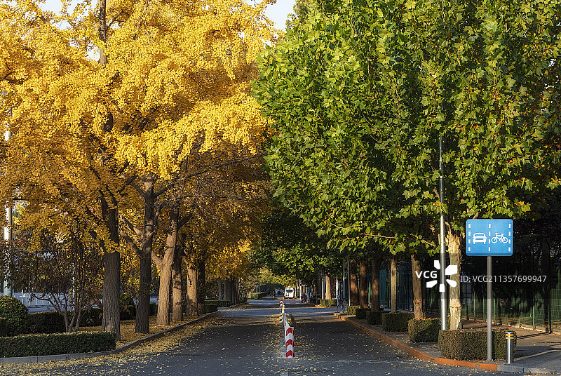 银杏大道图片素材
