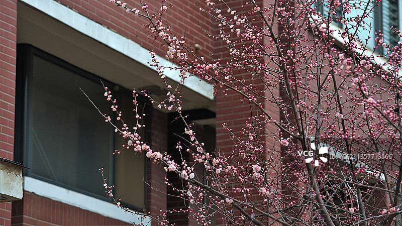 楼前盛开图片素材