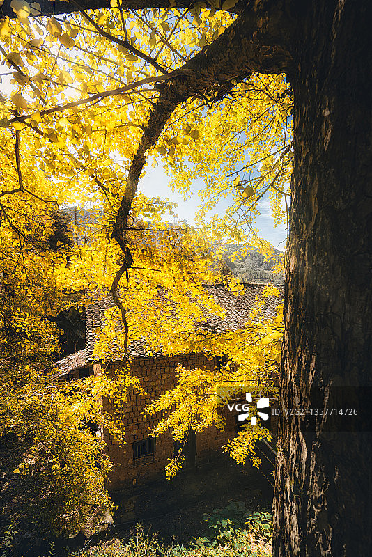 黄金银杏 广东秋色图片素材