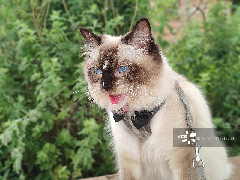 吐舌头的猫咪图片素材