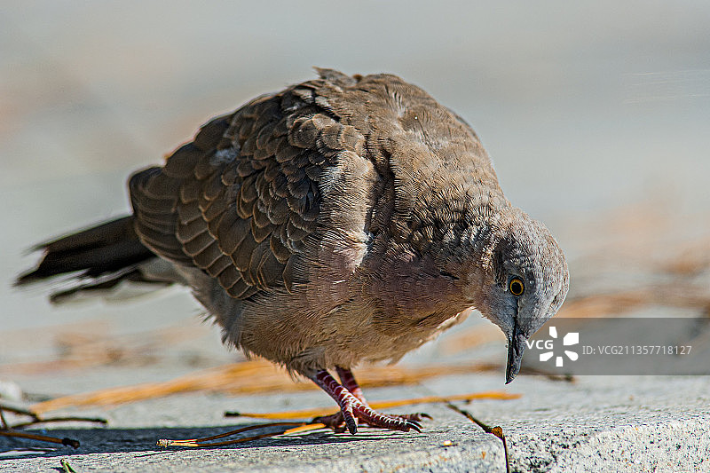环颈斑鸠：专注图片素材