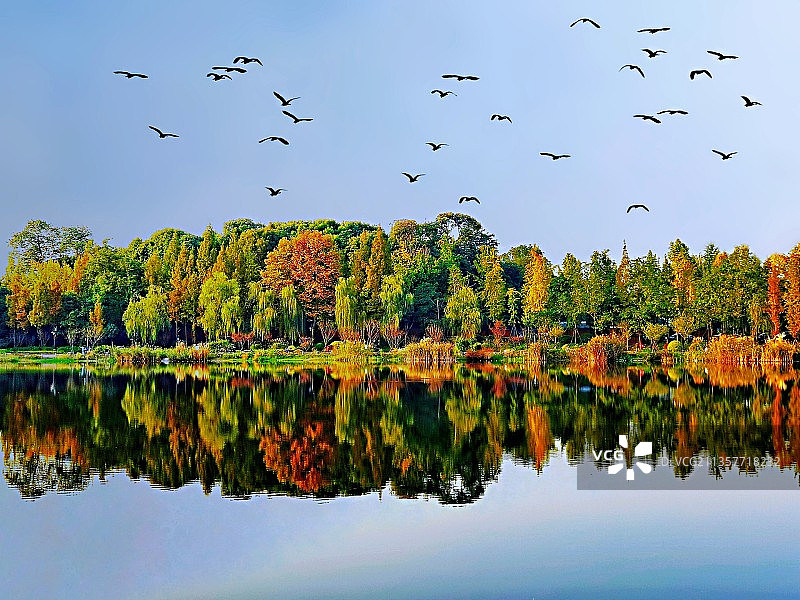 秋色浣花溪〈成都唯一一个五星级公园，鹭鸟成群，风景如画。）图片素材