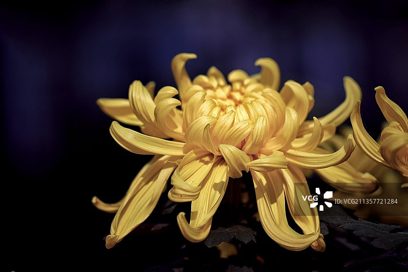 秋菊黄了图片素材