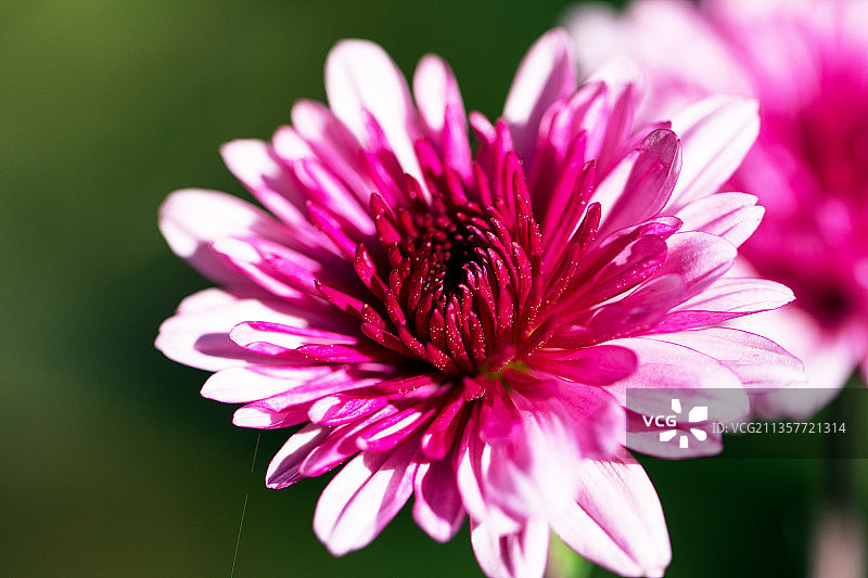 秋去冬来，寒衣加身，但矢车菊依然艳丽图片素材