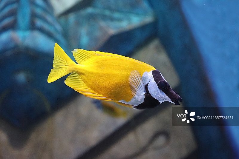 黄色热带鱼图片素材