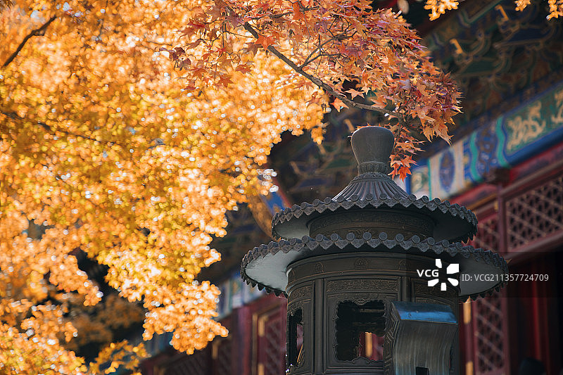 香山红叶图片素材