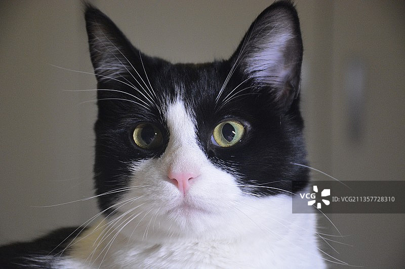 一只可爱的小喵喵图片素材