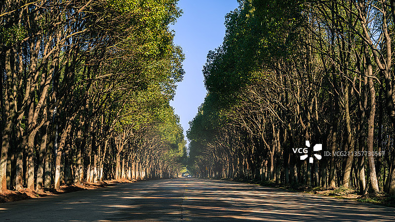 林荫大道图片素材