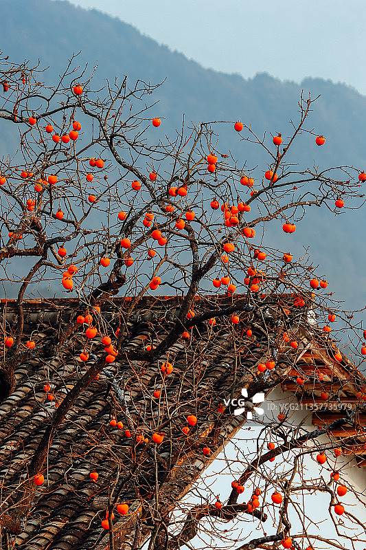 柿子树图片素材