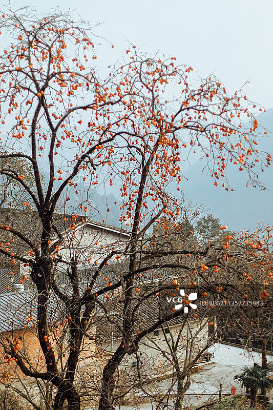 柿子树图片素材