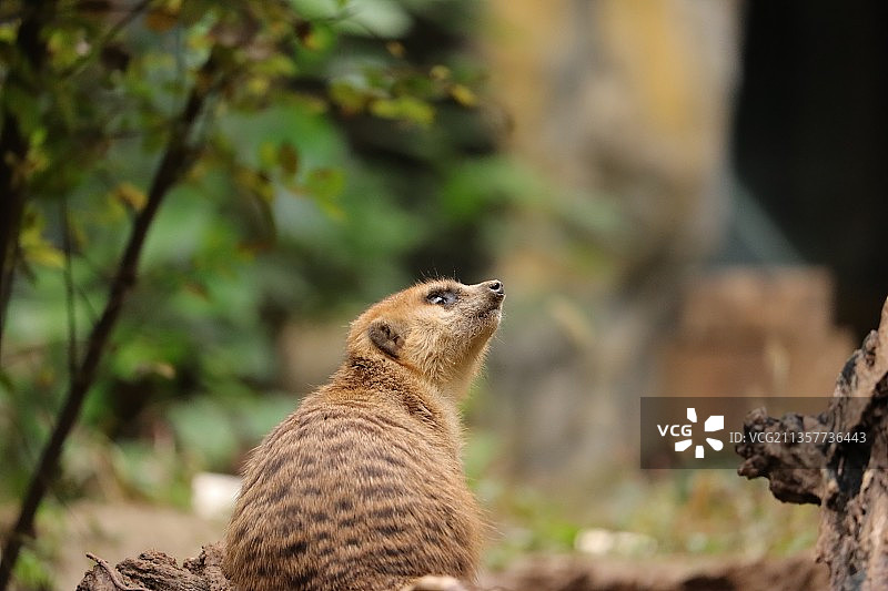 红山动物园的细尾獴图片素材