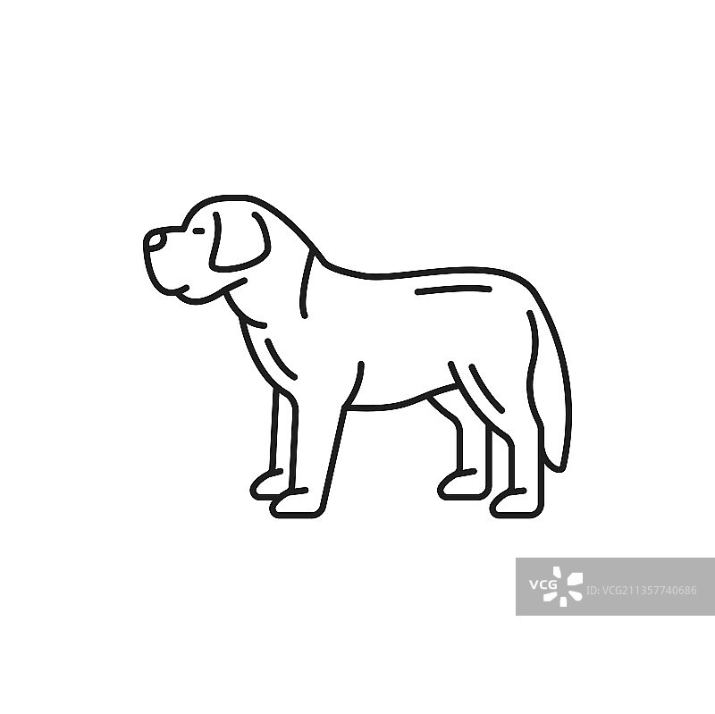 圣伯纳犬瑞士山地犬细线隔离图片素材