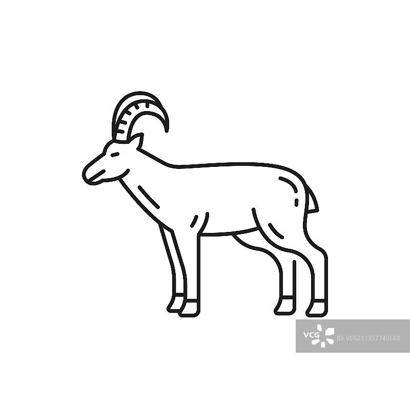 家养牲畜山羊图片素材