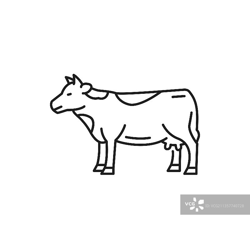 家畜动物奶牛图片素材