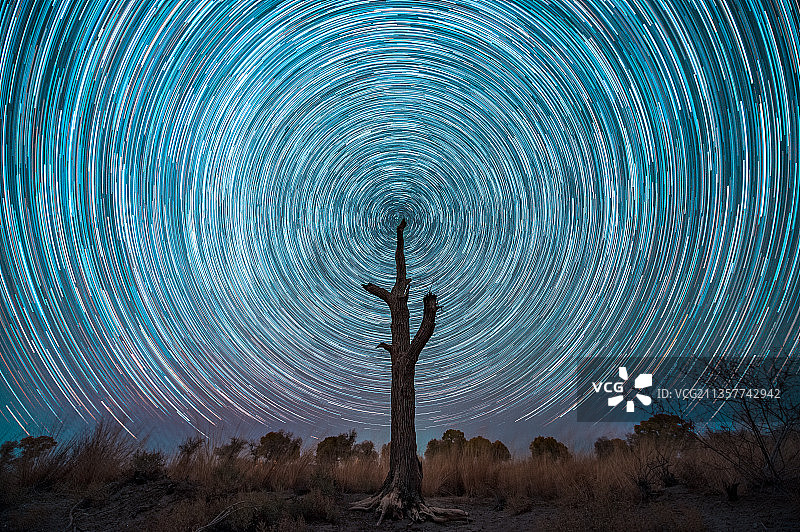 星空下的枯树图片素材