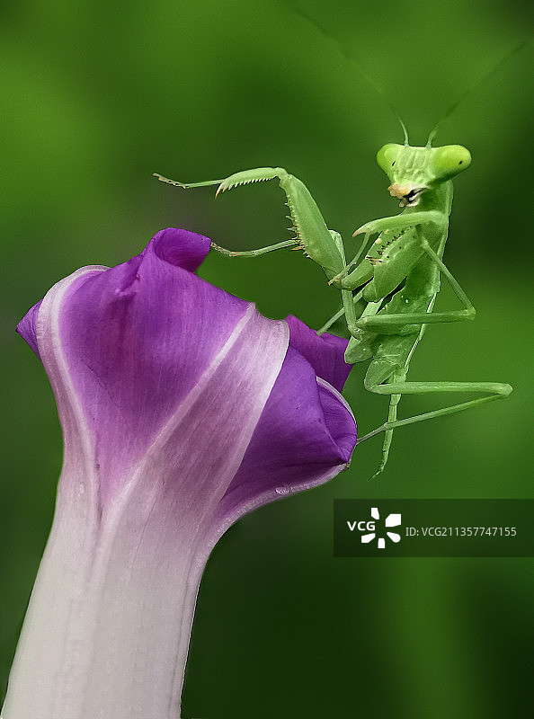 耀武扬威图片素材