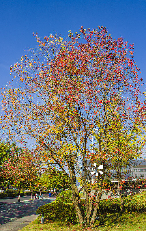 乌桕正红图片素材