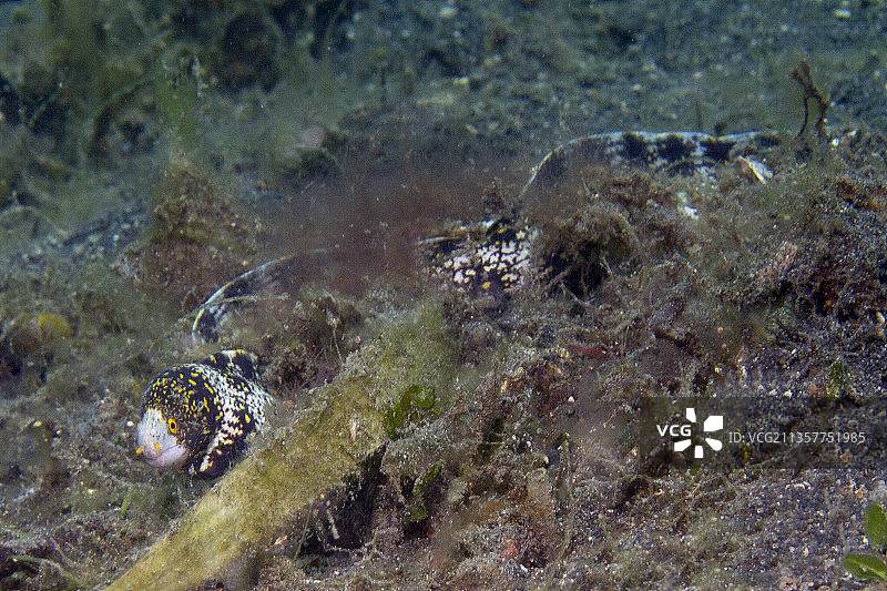 雪花鳗鱼游泳图片素材