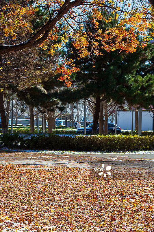 奥林匹克森林公园秋天晴雪图片素材