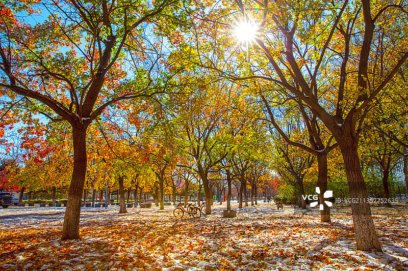 奥林匹克森林公园秋天晴雪图片素材