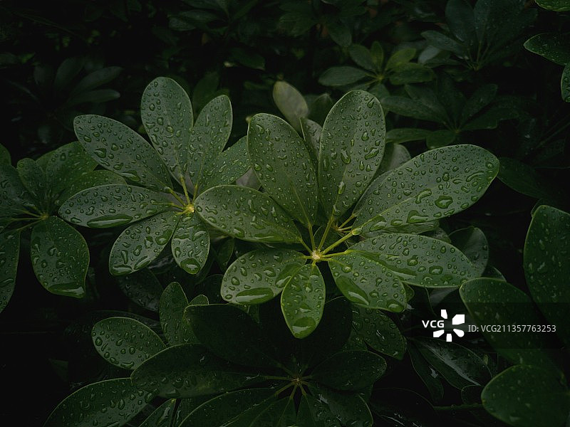 雨后—鹅掌柴 下雨天也适合拍照图片素材