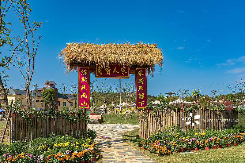 赏菊,菊展,初冬,红色,金黄,黄色,诗意,享受图片素材