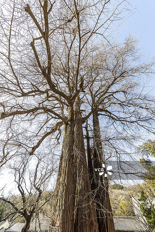 北京市门头沟区潭柘寺帝王树图片素材