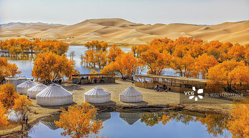 沙漠胡杨-1图片素材