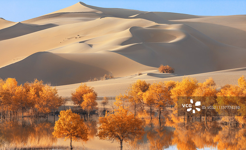 沙漠胡杨-4图片素材