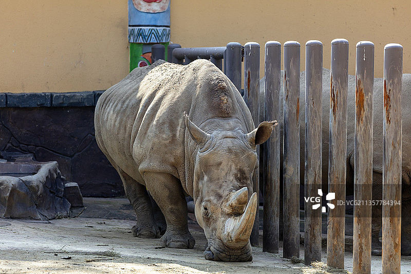犀牛图片素材