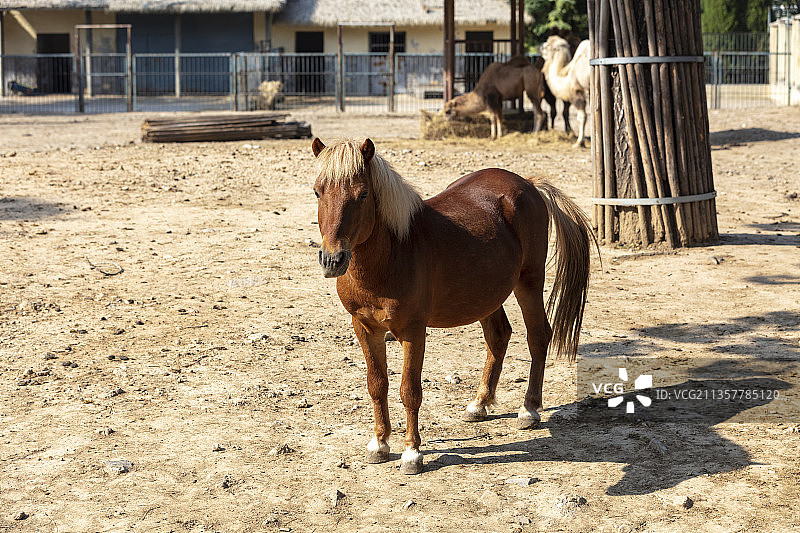 一匹马图片素材