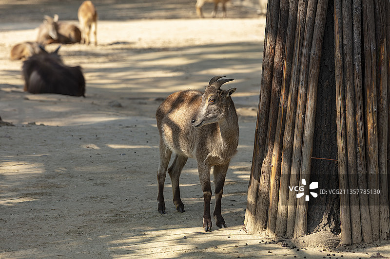 喜马拉雅塔尔羊图片素材