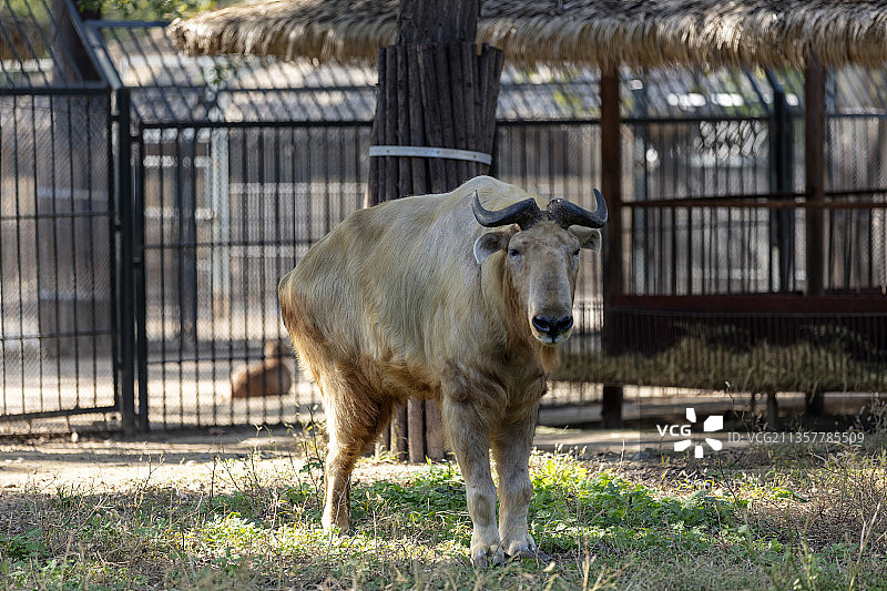 扭角羚图片素材